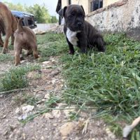 Magnifique chiot mâle staffordshire bul terrier #3