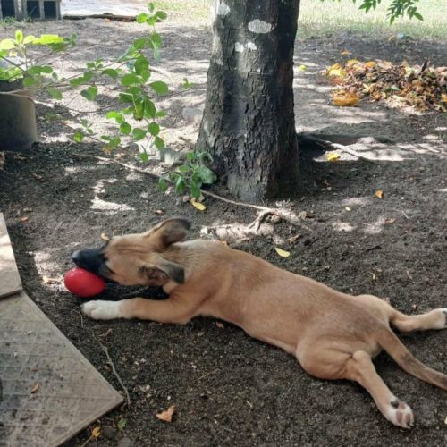 Isis la mini croisée malinoise #8