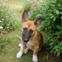 Isis la mini croisée malinoise #3
