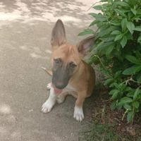 Isis la mini croisée malinoise #4