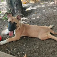 Isis la mini croisée malinoise #5
