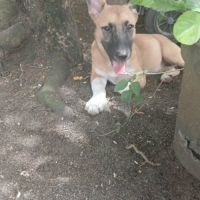 Isis la mini croisée malinoise #7