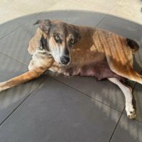 Angel, la grande boule d'amour #3