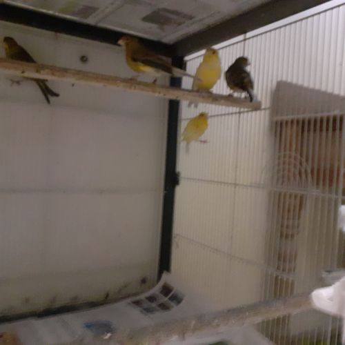 Canaris classiques