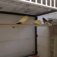 Canaris classiques #1