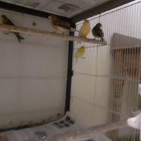 Canaris classiques #0