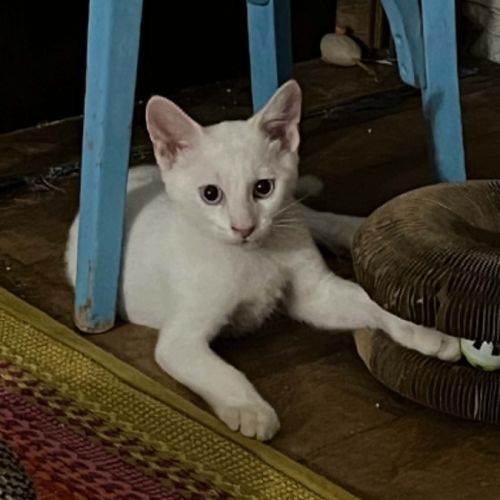 Gaspard un chaton tout doux #1