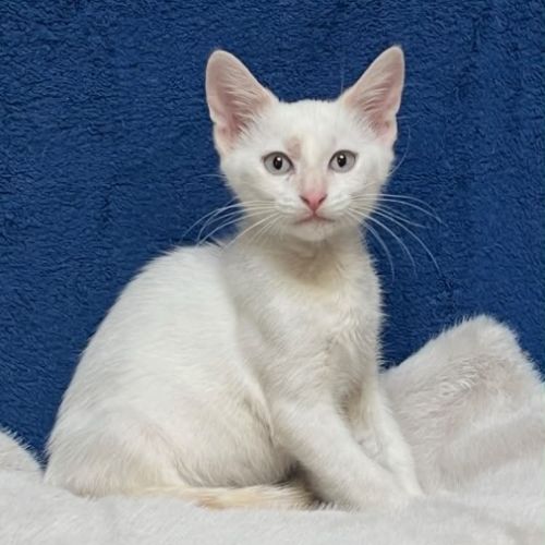 Gaspard un chaton tout doux #3