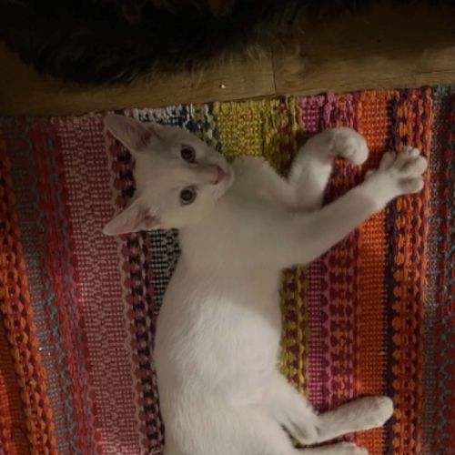 Gaspard un chaton tout doux #5
