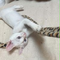 Gaspard un chaton tout doux