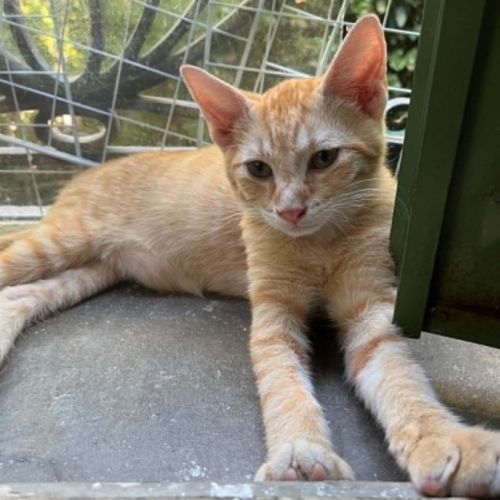 Balthazar un petit rouquinou câlin et doux #0