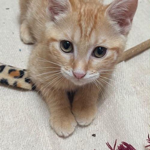 Balthazar un petit rouquinou câlin et doux #2