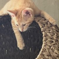 Balthazar un petit rouquinou câlin et doux #4