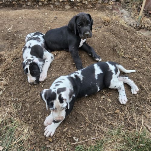 Magnifique chiots dogues allemands lof à vendre
