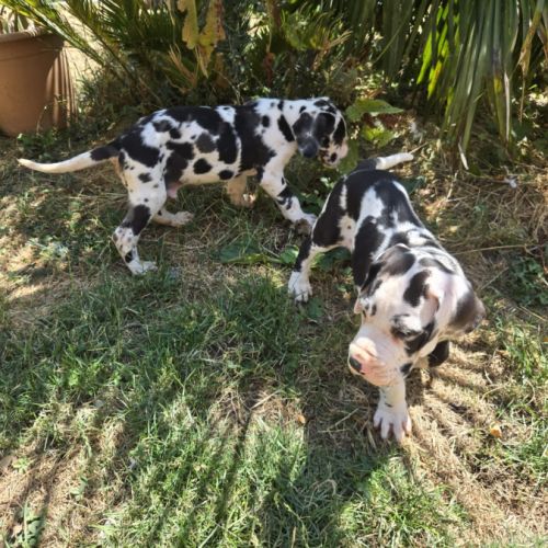 Magnifique chiots dogues allemands lof à vendre #4