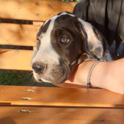 Magnifique chiots dogues allemands lof à vendre #5