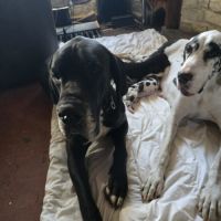 Magnifique chiots dogues allemands lof à vendre #1