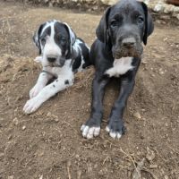 Magnifique chiots dogues allemands lof à vendre #2