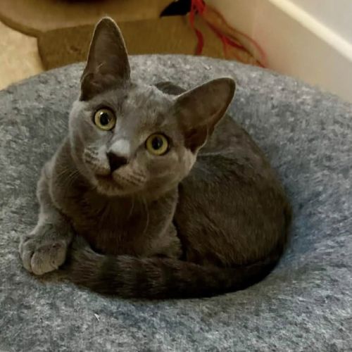 La belle déesse bastet
