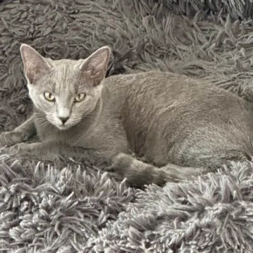 La belle déesse bastet #2