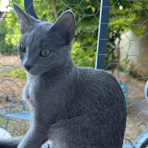 La belle déesse bastet #4