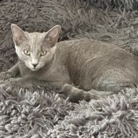La belle déesse bastet #2