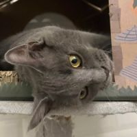 La belle déesse bastet #3