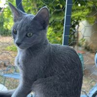 La belle déesse bastet #4