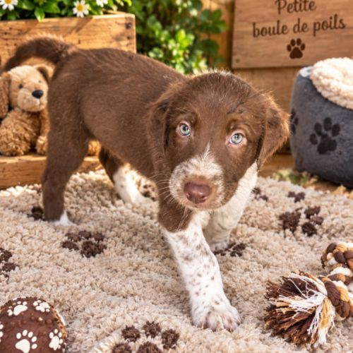 Chiots border collie marron et blanc