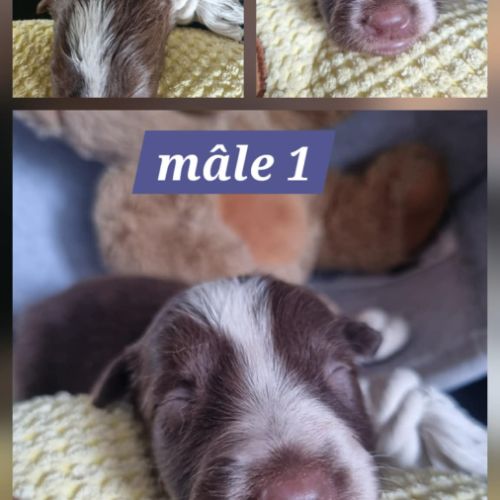 Chiots border collie marron et blanc #2