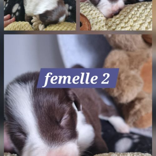 Chiots border collie marron et blanc #3