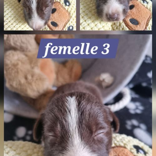 Chiots border collie marron et blanc #6