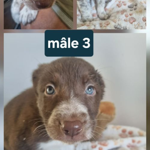 Chiots border collie marron et blanc