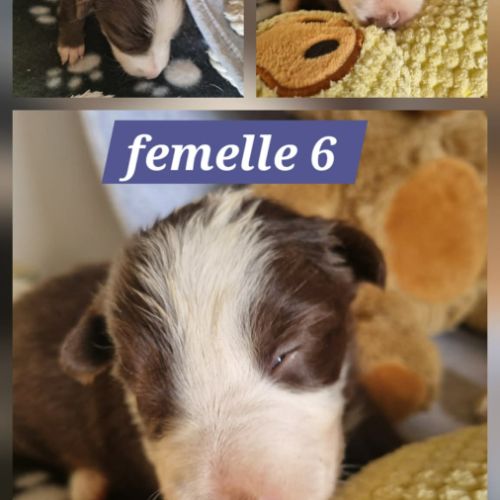 Chiots border collie marron et blanc #7
