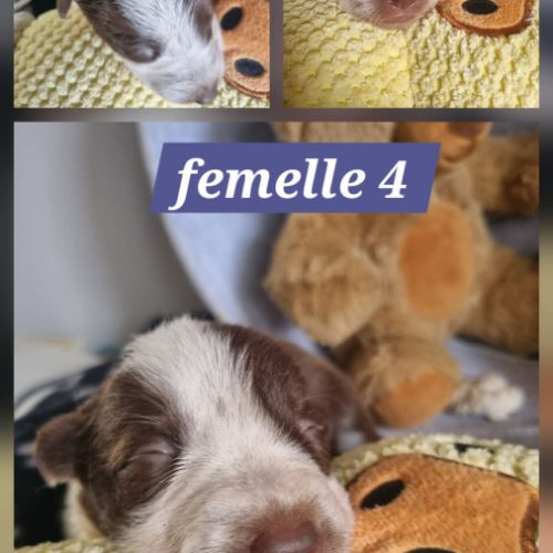 Chiots border collie marron et blanc #8