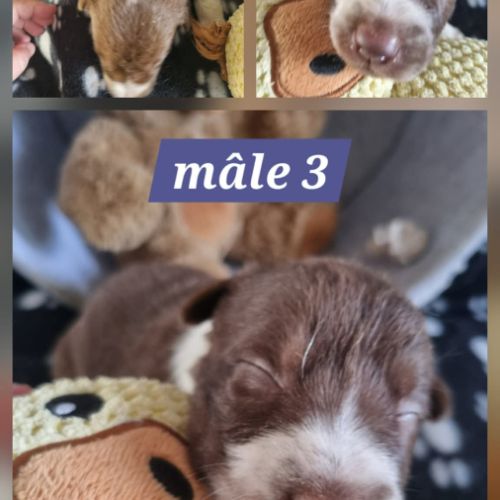 Chiots border collie marron et blanc #9