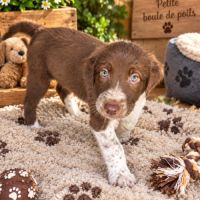 Chiots border collie marron et blanc