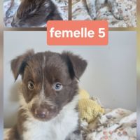 Chiots border collie marron et blanc