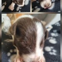 Chiots border collie marron et blanc #1