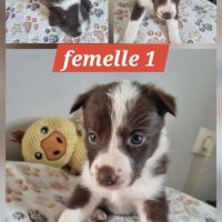 Chiots border collie marron et blanc