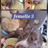 Chiots border collie marron et blanc #4
