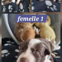 Chiots border collie marron et blanc