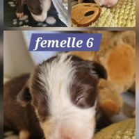 Chiots border collie marron et blanc #7
