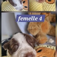 Chiots border collie marron et blanc #8