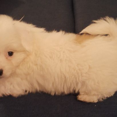 Chiot coton de tuléar 850 euros #1