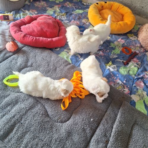 Chiot coton de tuléar 1000 euros
