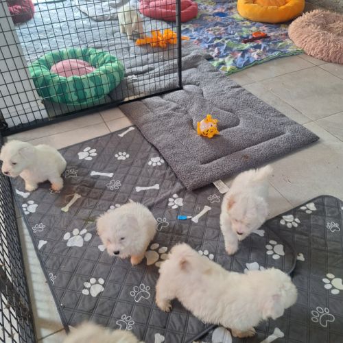 Chiot coton de tuléar 1000 euros #3