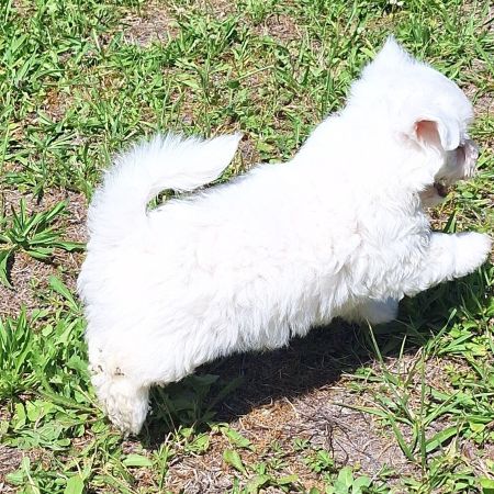 Chiot coton de tuléar 850 euros #5