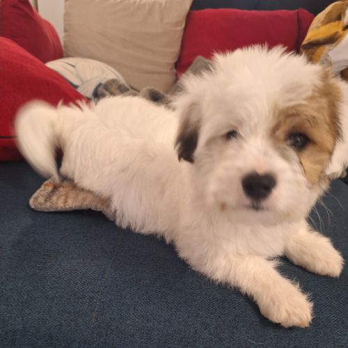 Chiot coton de tuléar 1000 euros #6