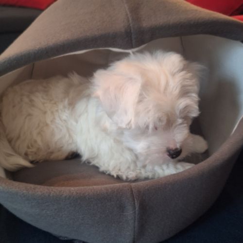 Chiot coton de tuléar 850 euros #7